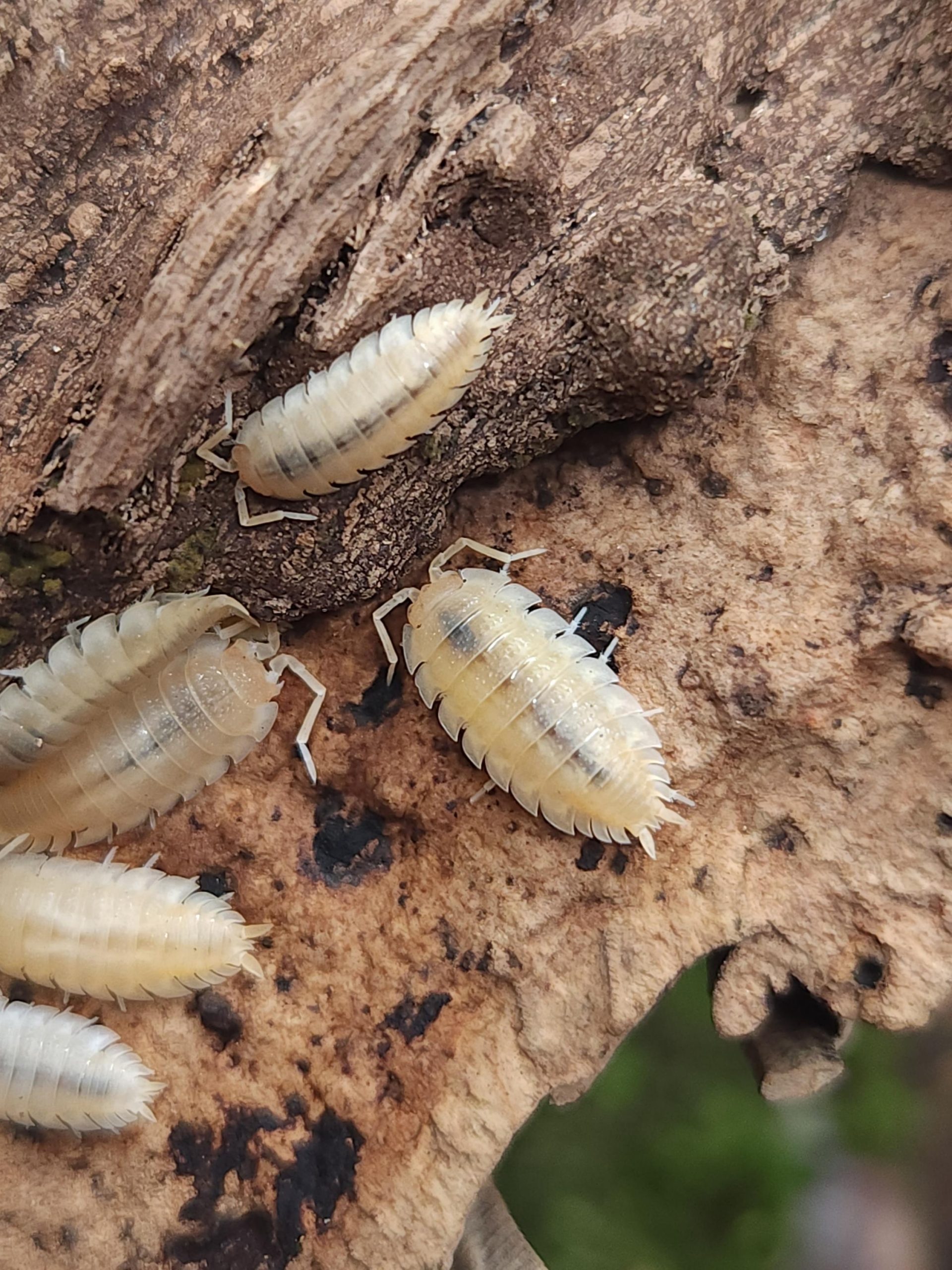 zebra isopods