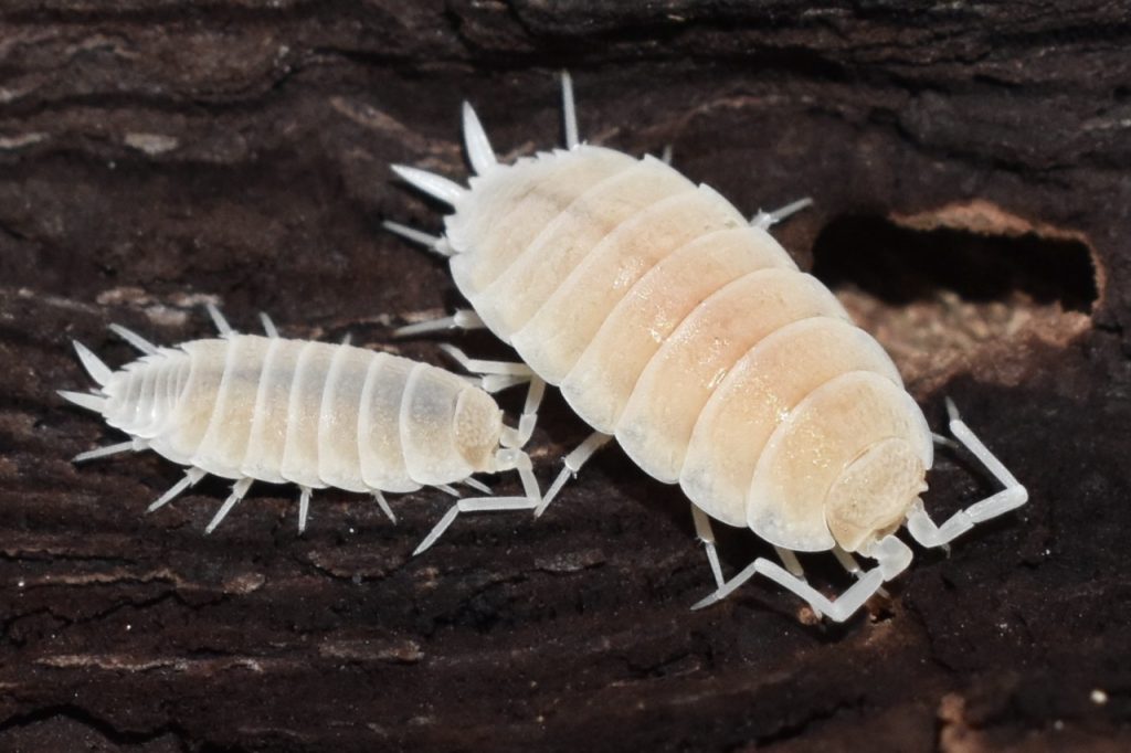 white isopods