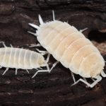 white isopods